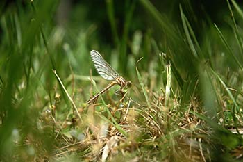 Damselfly