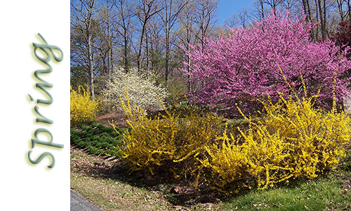 Spring on Hardwick Mountain